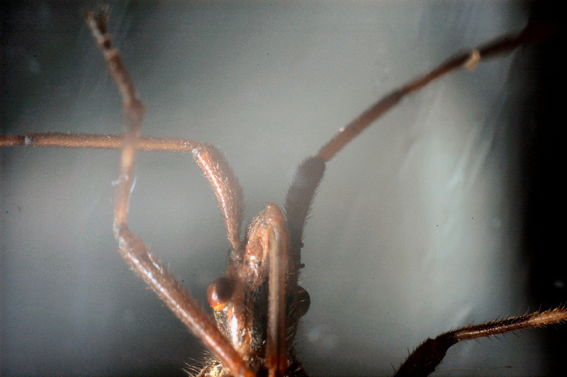 Coreidae: Leptoglossus occidentalis della Toscana (Prato)